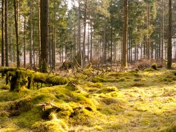 IMGP9775-Sol i naaleskoven